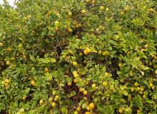 Limonny-e-plantatsii-na-Mar-Menor.jpg